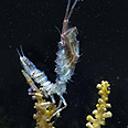 סרטן  Isopod צילום: British Antarctic Survey