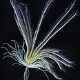 Featherstar צילום: British Antarctic Survey