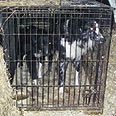 צילום: RSPCA
