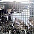  צילום: RSPCA