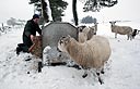 כבשים בסקוטלנד (צילום: AP)