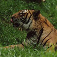צילום: WWF-Canon