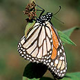  צילום: WWF