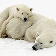  צילום: WWF-Canada