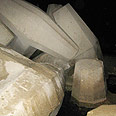 נחה על מבני הבטון במרינה וחזרה לים צילום: שמוליק לנדאו