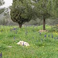 וגם שמורה ביוספרית צילום: גיא ברקאי
