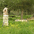ריאה ירוקה צילום: גיא ברקאי