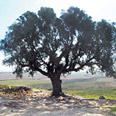 עץ האשל על תל נג'ילה צילום: יגאל צור