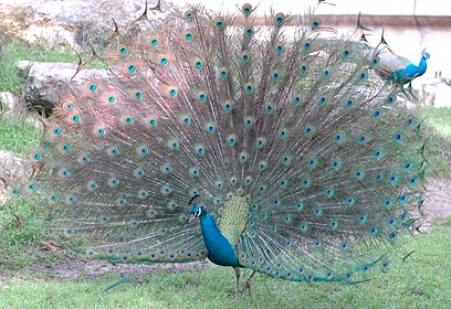 Image result for Peacock