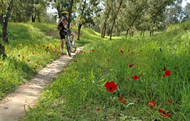 צילום: רונן בהנמפר
