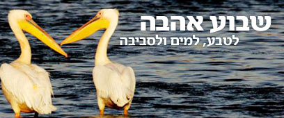 צילום: איי פי