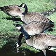 אווז קנדי (Branta canadensis). משפחת הברווזיים