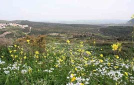 צילום: גילי סופר