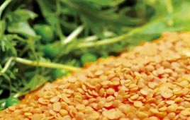 צילום: יונתן בלום