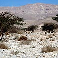 יעלים. נהנים מהשפע צילום: גלית קוסובסקי