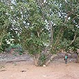 ייעלמו? השקמים בשטח המיועד לבניה צילום: גילי סופר