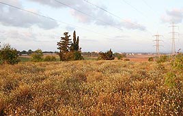 צילום: גילי סופר