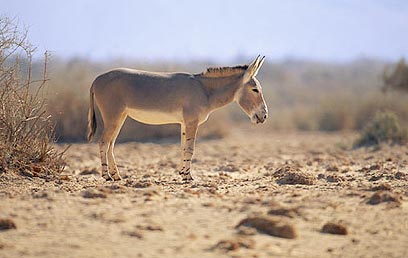 תוצאת תמונה עבור חמור