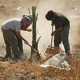 "לא תחנת מעבר אלא בית קבוע". נטיעת תמרים בנערן צילום: דניאל גלזר