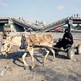 "הפלסטינים יצאו להפגין" צילום: רויטרס