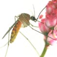 אוהבים ממתקים. יתוש רעב בפעולה צילומים: גונתר מילר ויוסף שליין