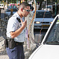 מצטרפים לכוחות האכיפה (ארכיון) צילום: אבי מועלם