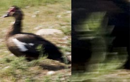 צילום: זמן דיגיטלי