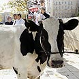 אירוע מחאה מול בנק ישראל לביטול עמלות העו"ש בבנקים צילום: פז בר