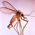 צילום: CDC