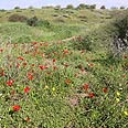 צילום: עידו ארז