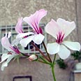 פלרגוניום חריף