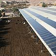 פאנלים סולאריים על הרפת ביוטבתה צילום: יעקב וייס