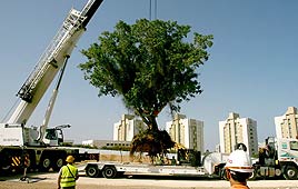 צילום: אמנון גוטמן, קק"ל