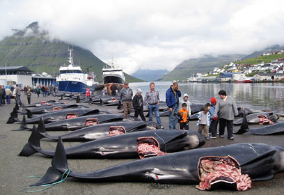 צילום: Peter Hammarstedt ,Sea Shepherd
