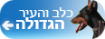 כלב והעיר הגדולה