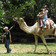 צילום: רון פלד