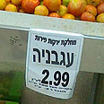 צילום: טובה דדון