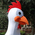צילום: באדיבות המועצה לענף הלול