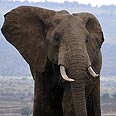 פיל פילים אפריקה (צילום: AFP)