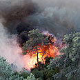 שריפה עצים נשרפים אסון כרמל אזור בית אורן הר הכרמל (צילום: נועם מושקוביץ)