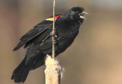 צילום: Christine Haines, Cornell Lab of Ornithology