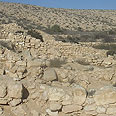 ערץ הנחל המדברי צילום: החברה להגנת הטבע