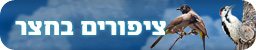 צילום: יהודה כץ, דני לרדו, ישראל פיכמן