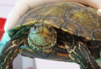 צילום: ארז ארליכמן