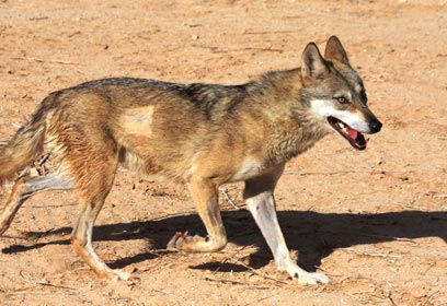 צילום: שי קבסה, רשות הטבע והגנים
