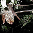 צילום: Paul Cryan - USGS