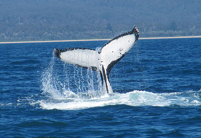 אדם, טבע ועדשה: אתם מצלמים חיות
