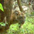 צילום: WWF-Indonesia 