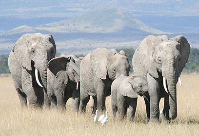 צילום: Cynthia Moss, Amboseli Trust for Elephants צילום: Cynthia Moss, Amboseli Trust for Elephants