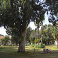 פיקניק נטול פיח בגינת שרונה צילום: יפה רזיאל